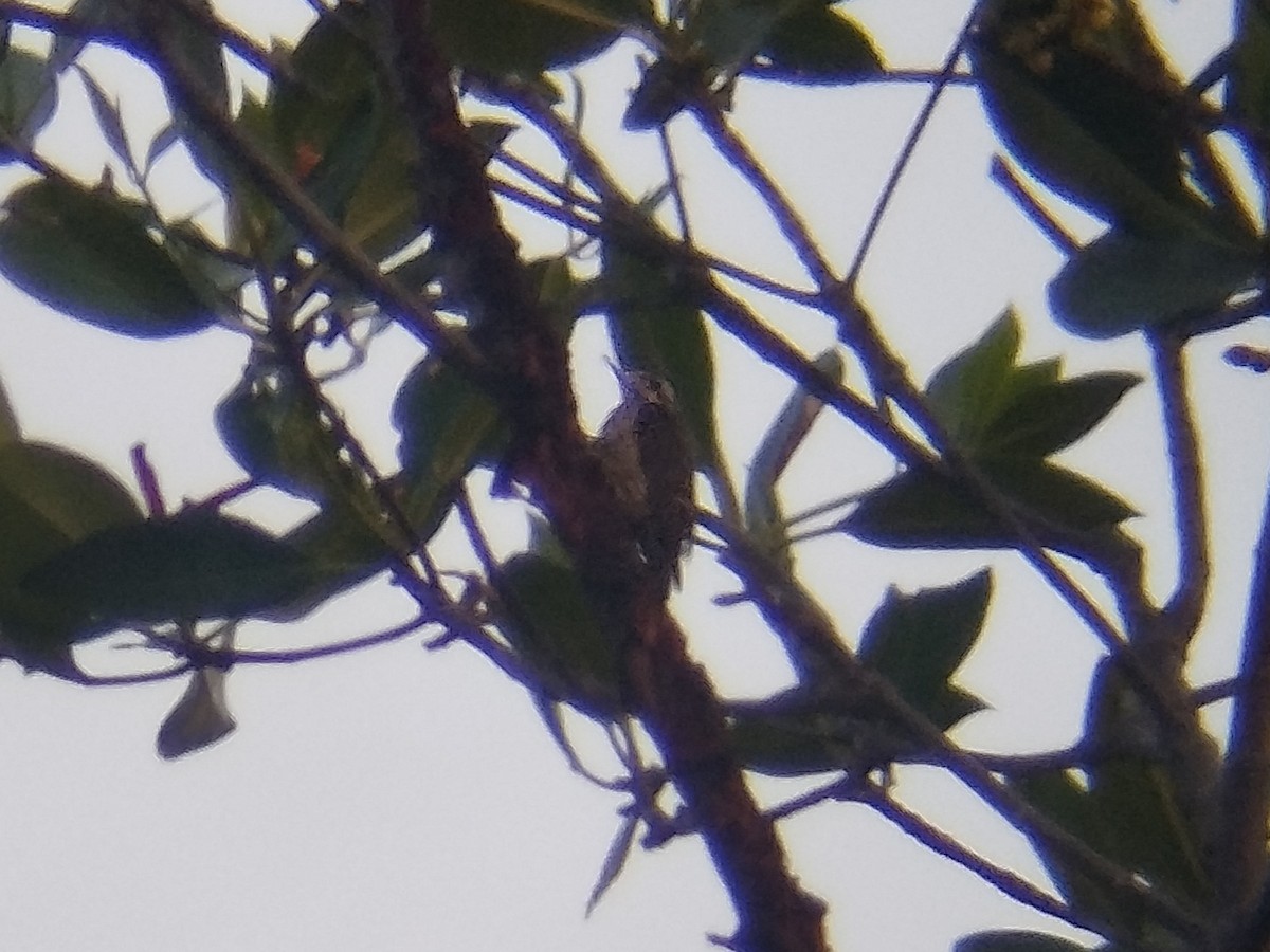 Philippine Pygmy Woodpecker - ML619078765