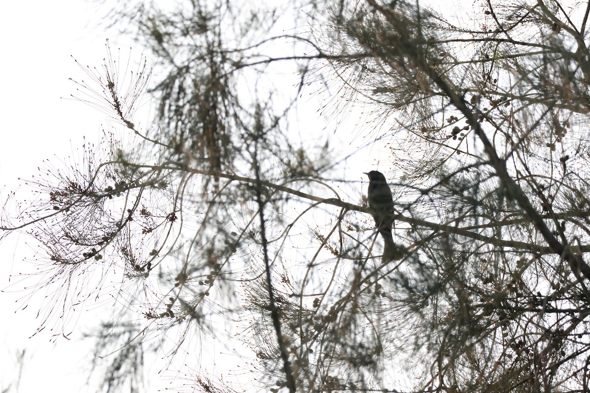 Square-tailed Drongo-Cuckoo - ML619078808