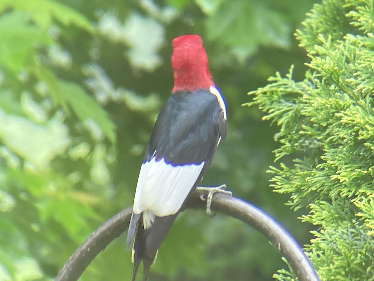 Red-headed Woodpecker - ML619078830