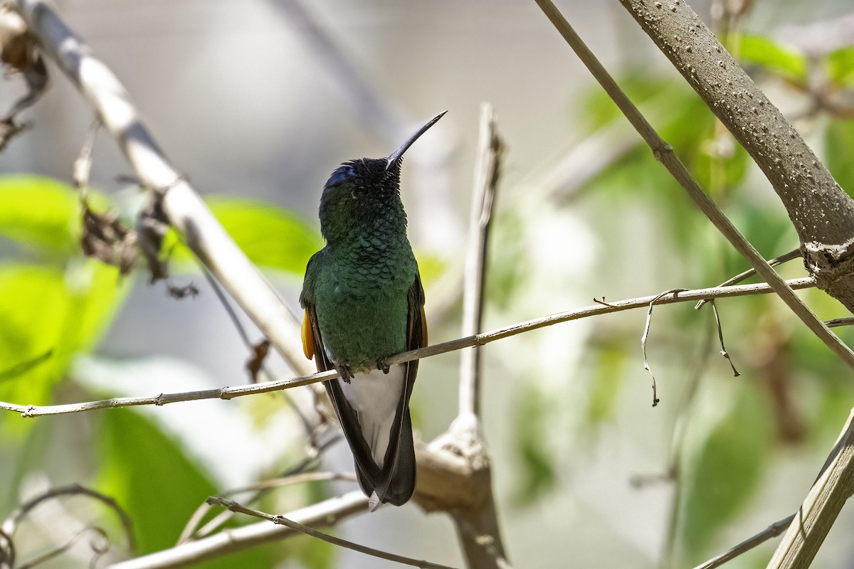 Blue-capped Hummingbird - Rick Bowers