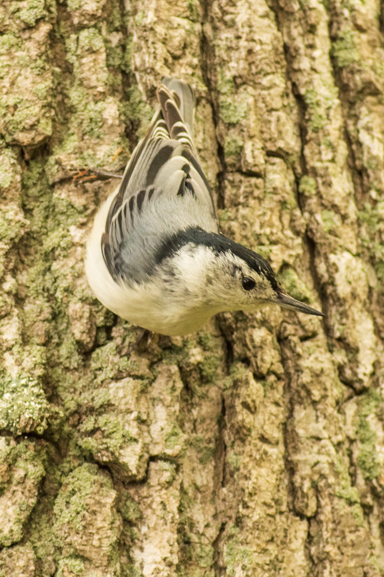 White-breasted Nuthatch - ML619078847