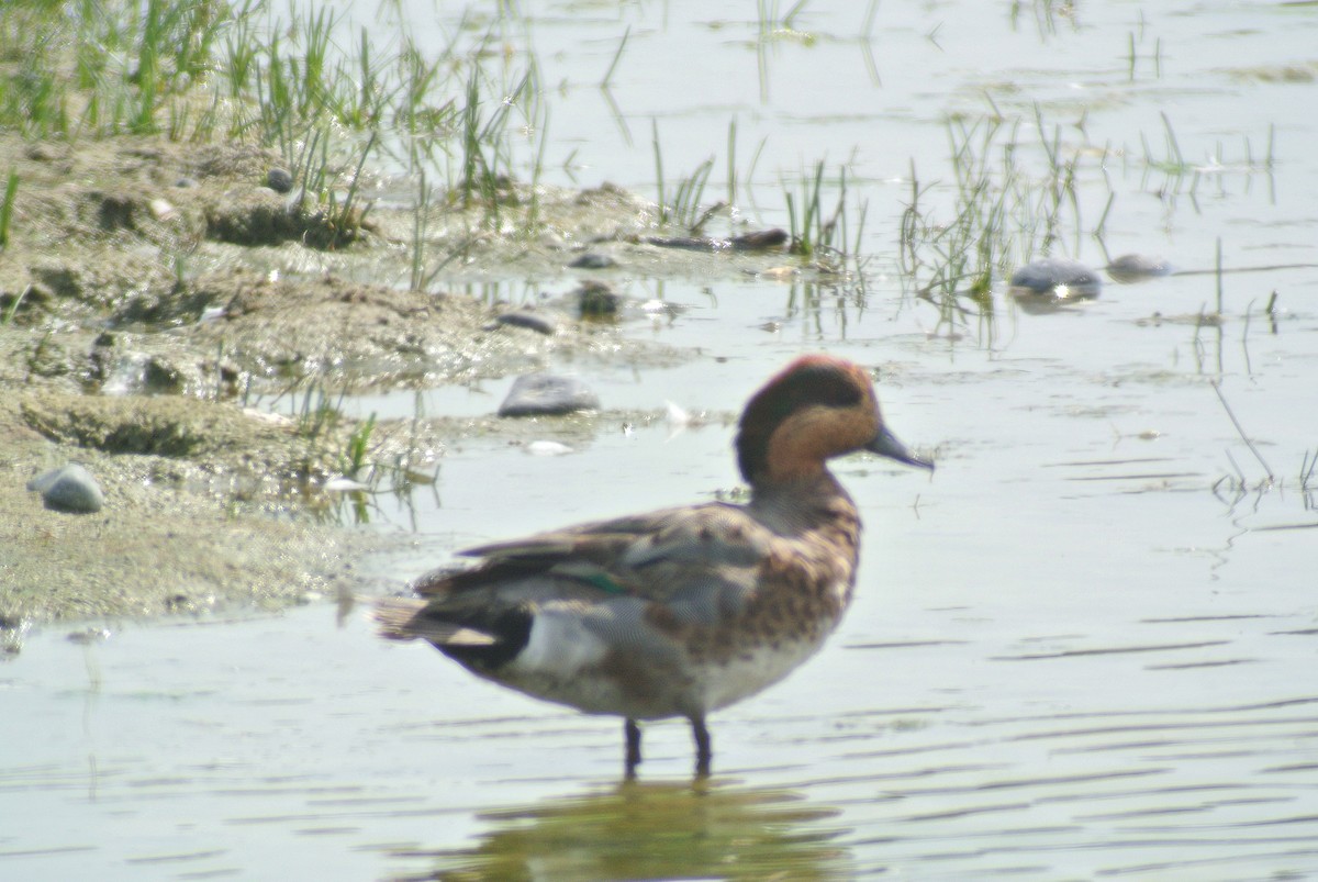 Hybride Canard siffleur x Sarcelle d'hiver - eBird, image size:1200x803