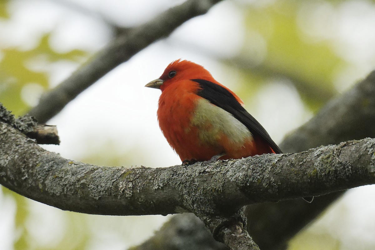 Scarlet Tanager - ML619078894