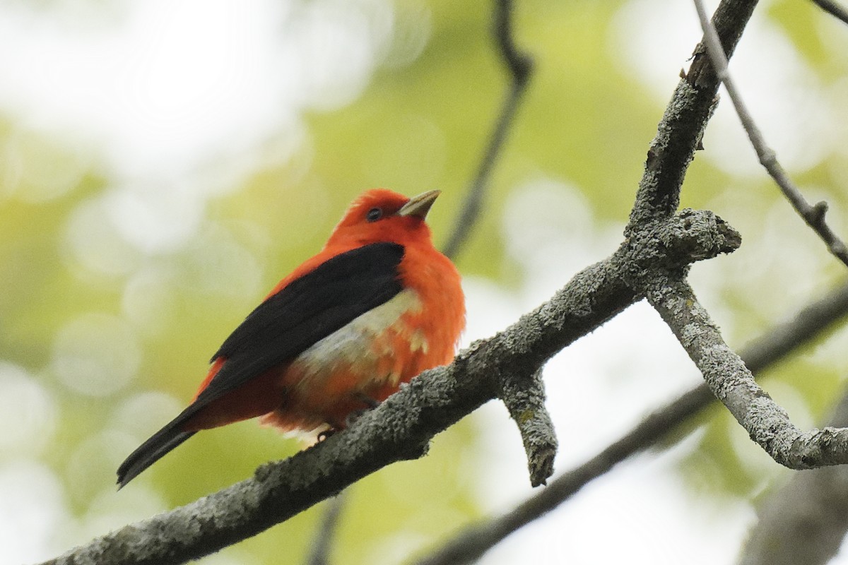 Scarlet Tanager - ML619078900