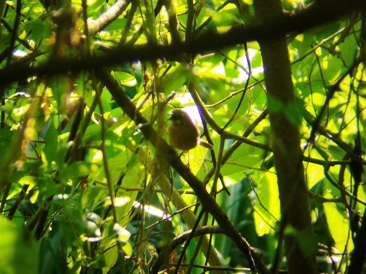 Gray-throated Babbler - ML619078920