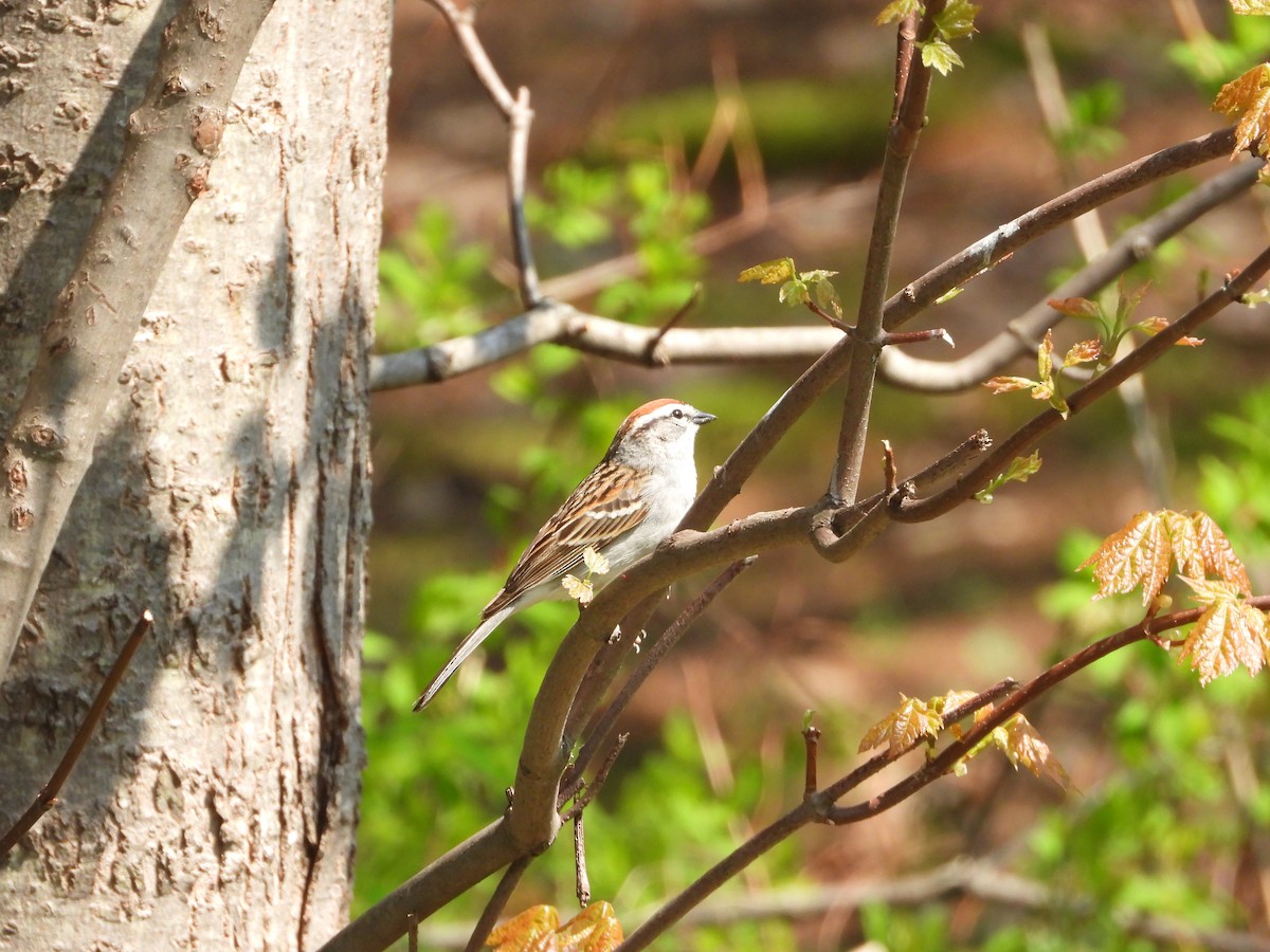 Chipping Sparrow - ML619078981