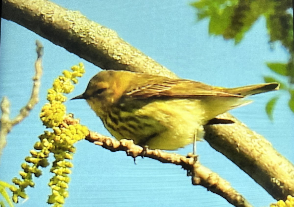 Cape May Warbler - ML619078983