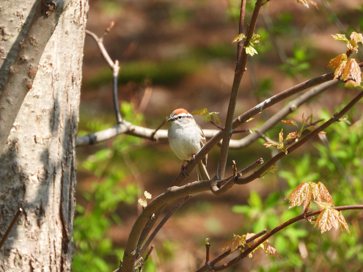 Chipping Sparrow - ML619078985