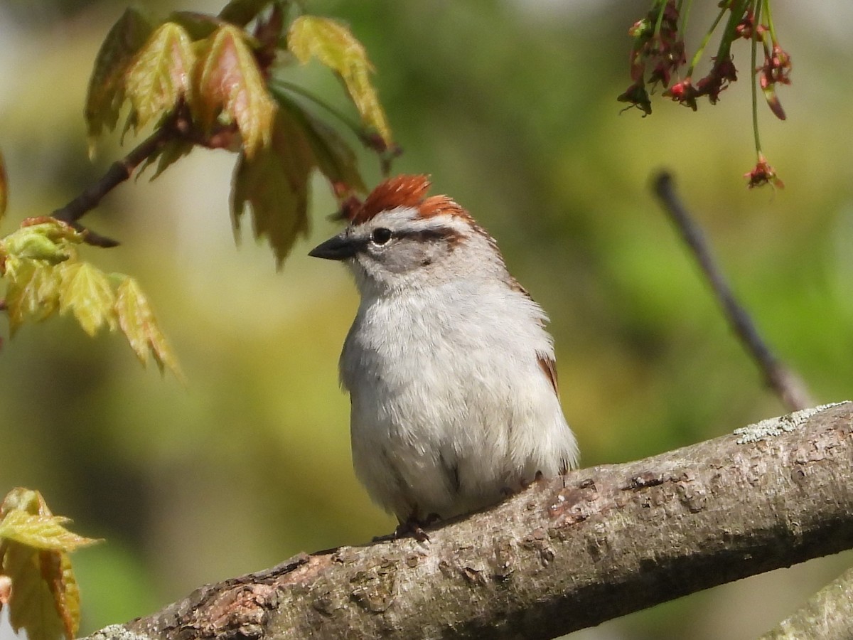 Chipping Sparrow - ML619078987