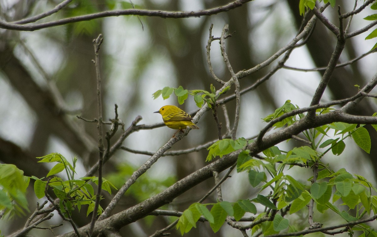 Yellow Warbler - Elizabeth Bird