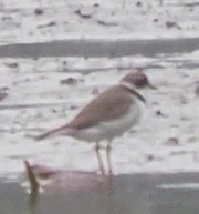 Semipalmated Plover - ML619078999