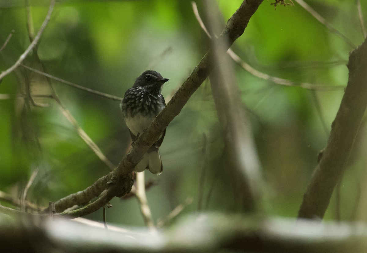 Spotted Fantail - ML619079001