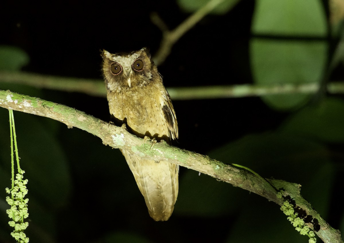White-fronted Scops-Owl - ML619079028