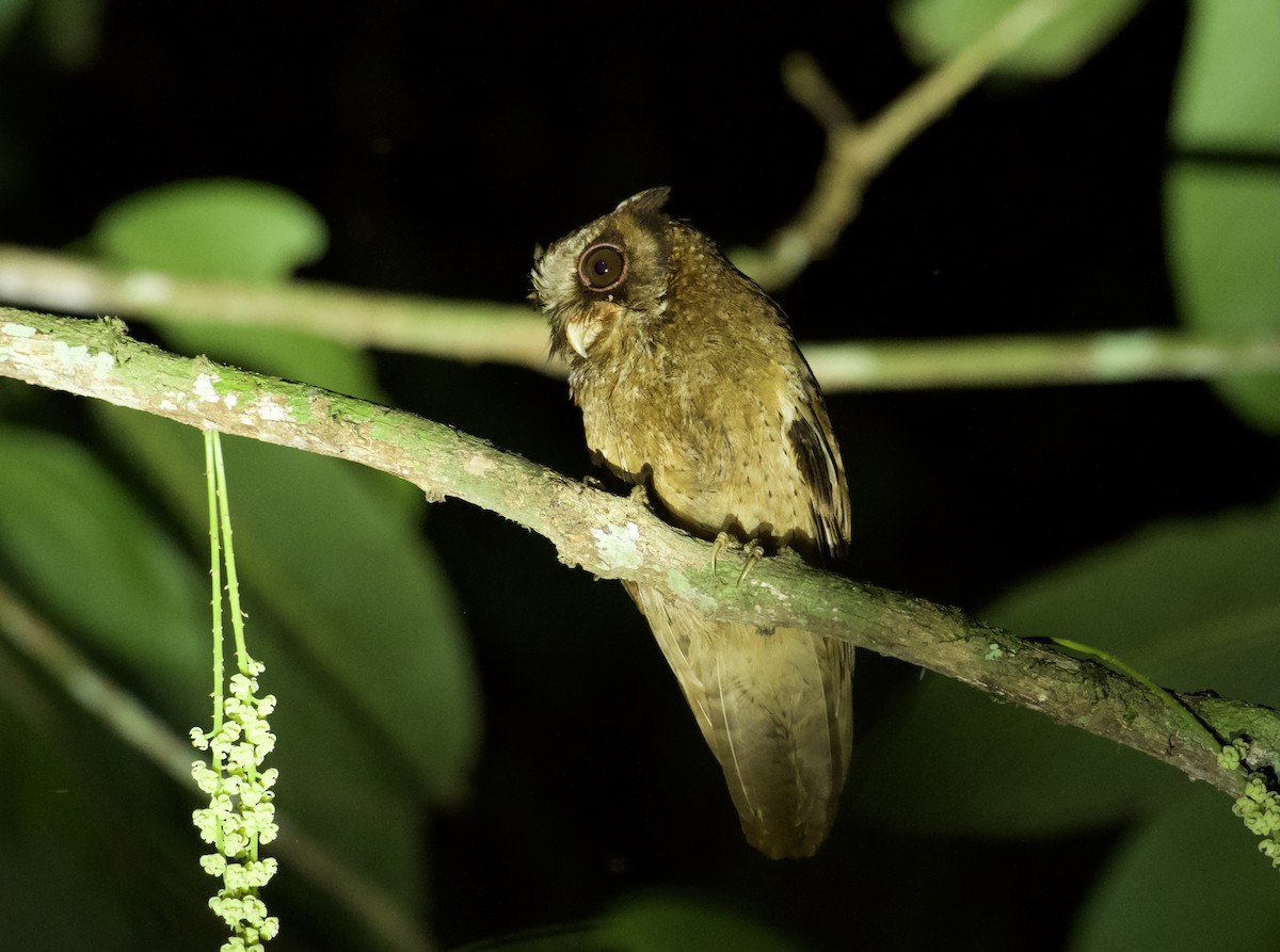 White-fronted Scops-Owl - ML619079029