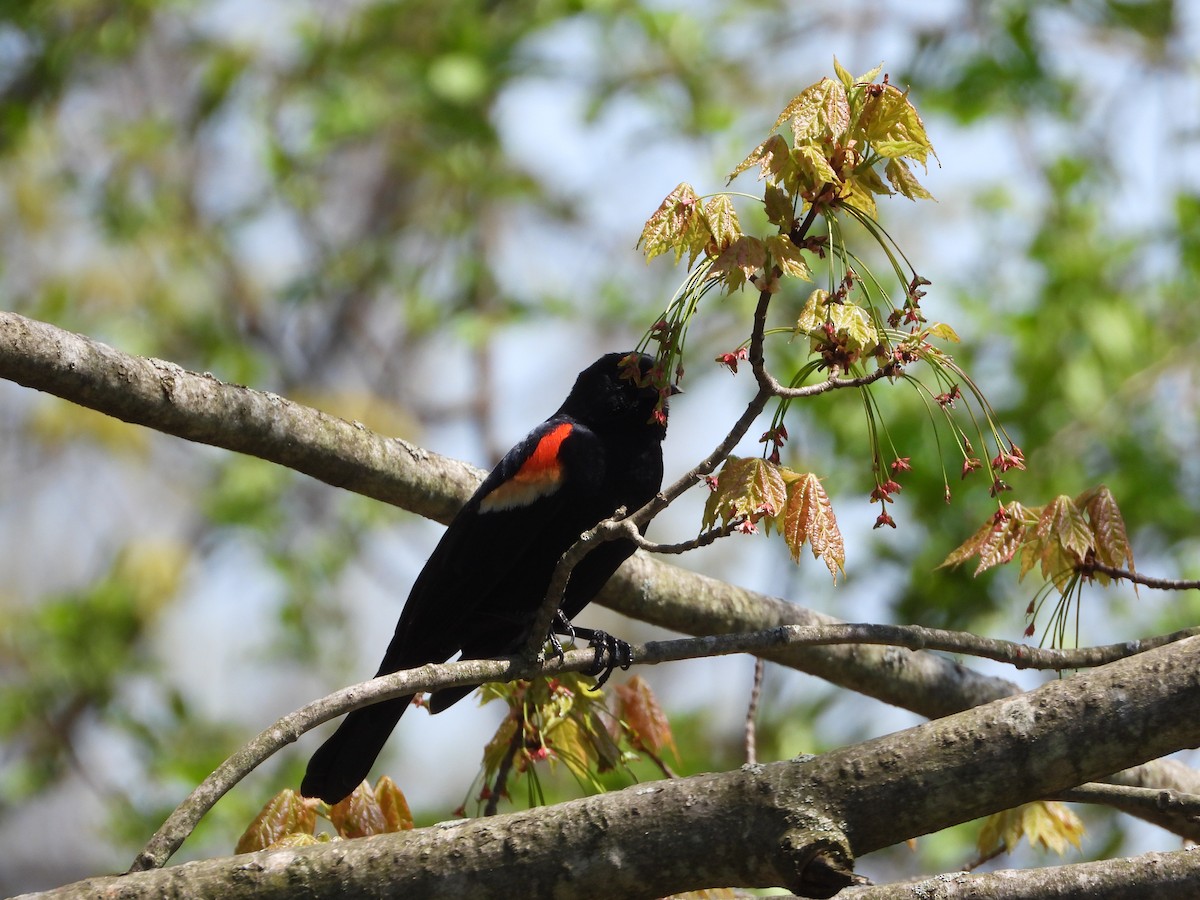 Red-winged Blackbird - ML619079037