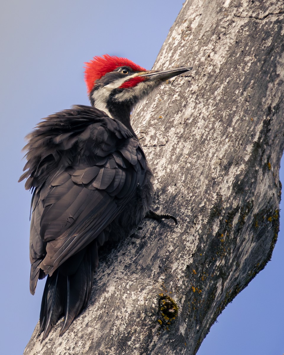 Pileated Woodpecker - Bernie Rissmiller