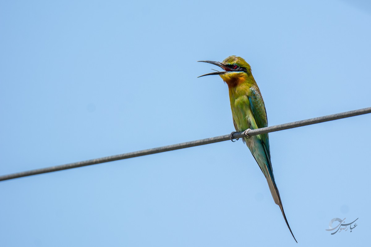 Blue-tailed Bee-eater - ML619079090