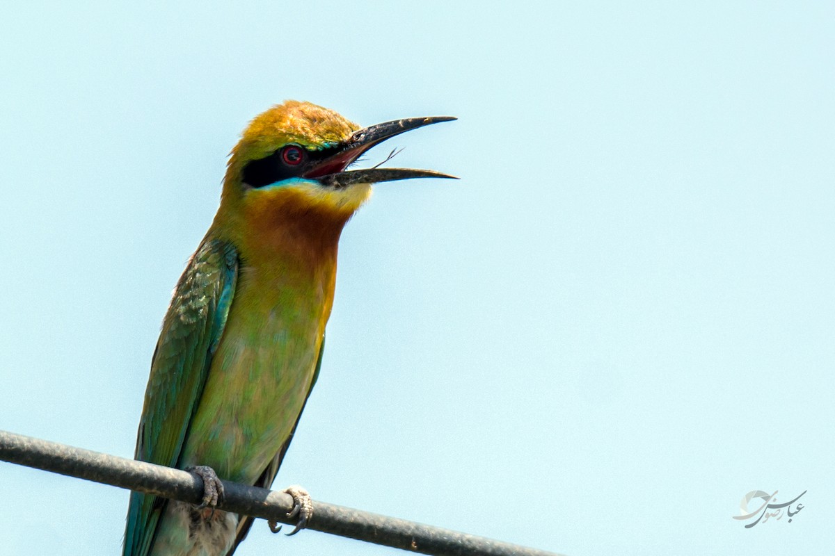 Blue-tailed Bee-eater - ML619079098
