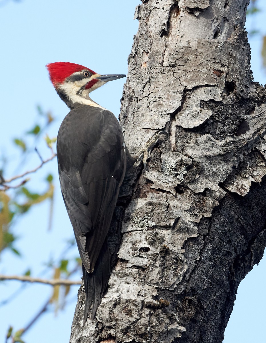Pileated Woodpecker - ML619079150