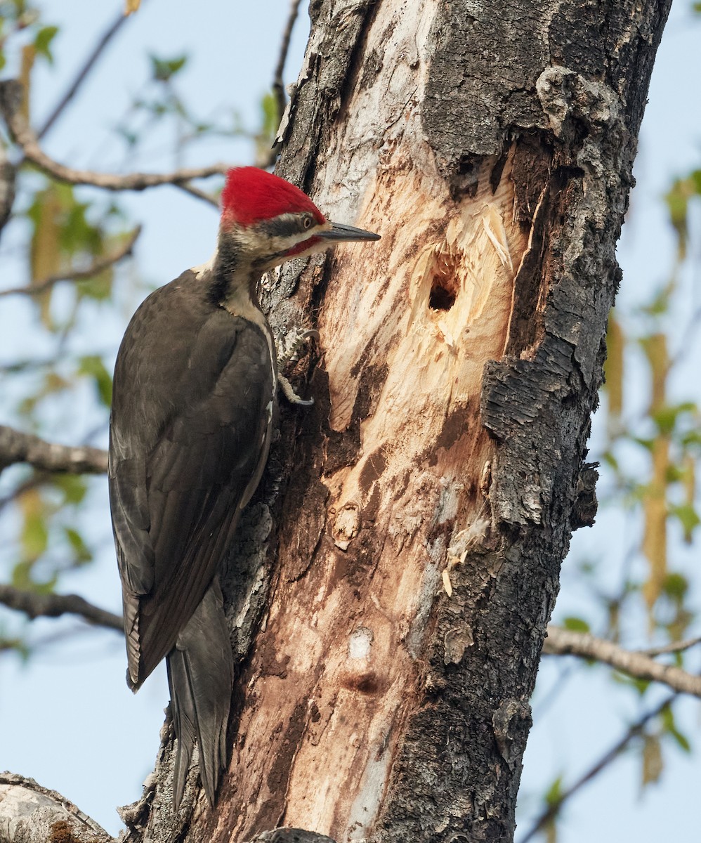 Pileated Woodpecker - ML619079151