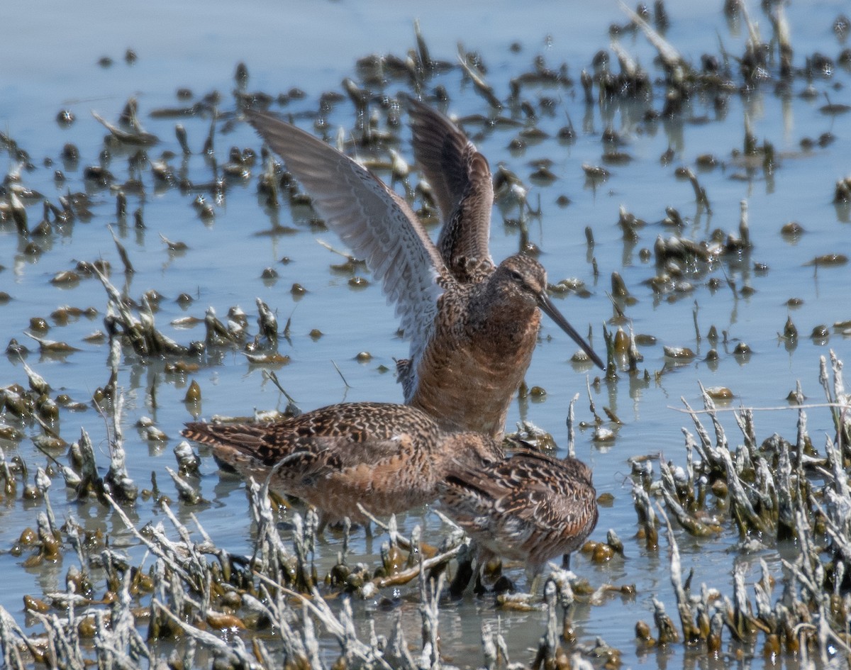 Long-billed Dowitcher - ML619079157