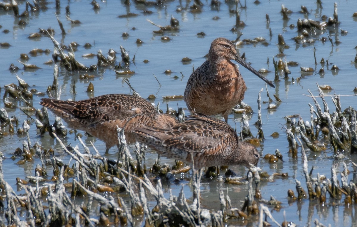 Long-billed Dowitcher - ML619079158