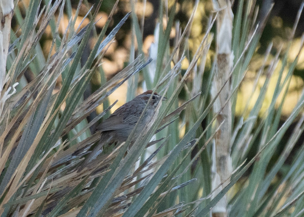 Rufous-crowned Sparrow - ML619079176