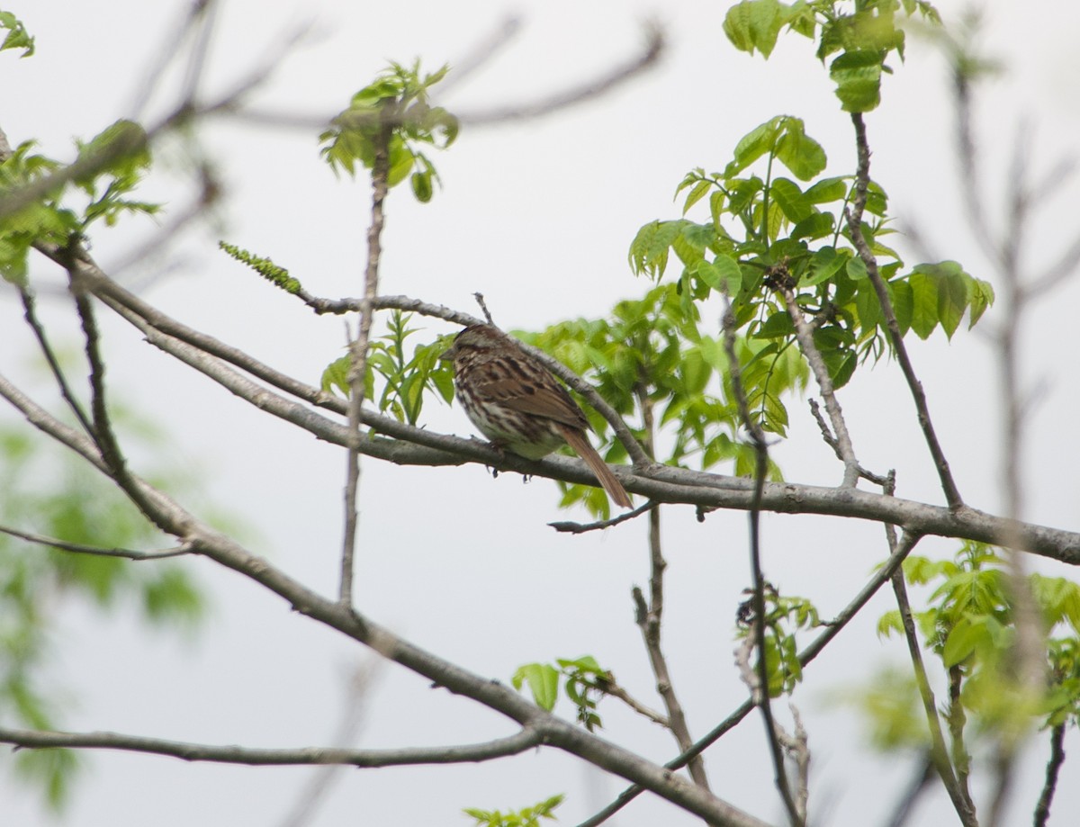 Song Sparrow - Elizabeth Bird
