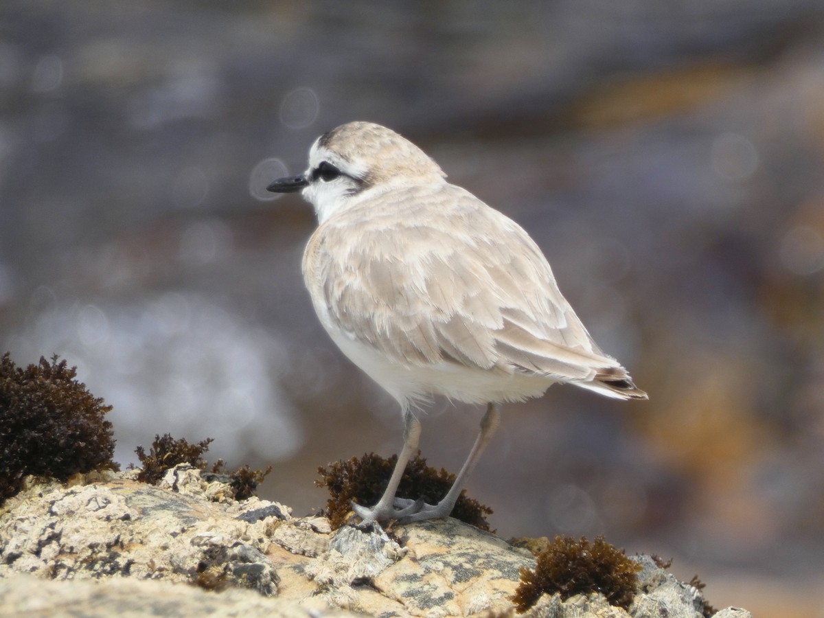 White-fronted Plover - ML619079278