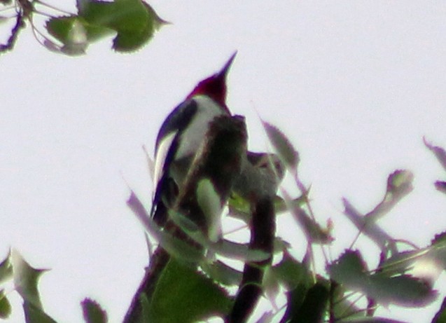 Red-headed Woodpecker - ML619079305
