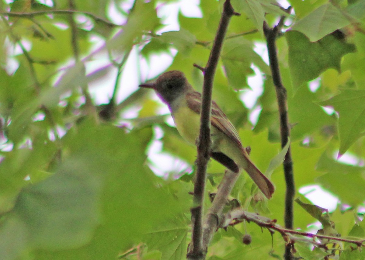Great Crested Flycatcher - ML619079312