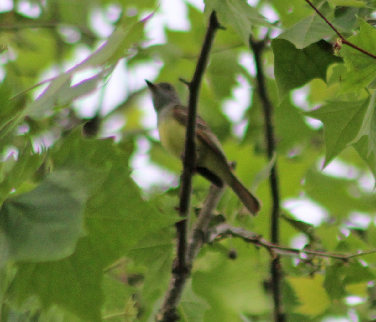 Great Crested Flycatcher - ML619079313