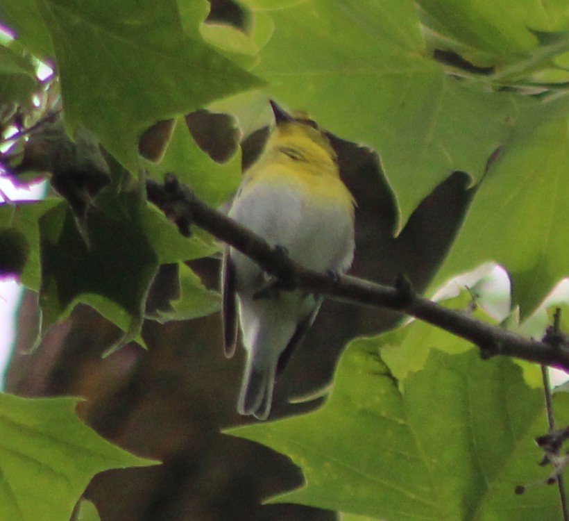 Yellow-throated Vireo - Annette Talbot