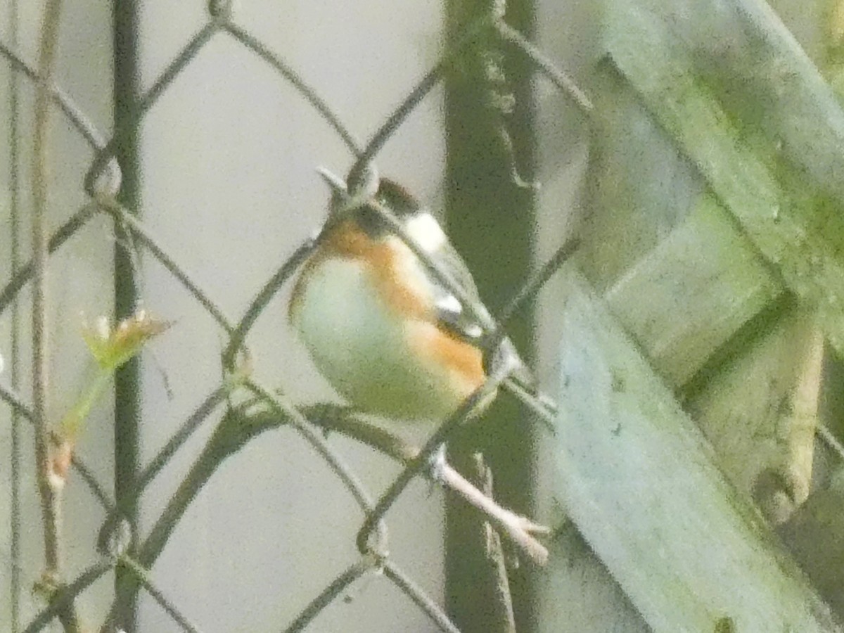 Bay-breasted Warbler - ML619079323