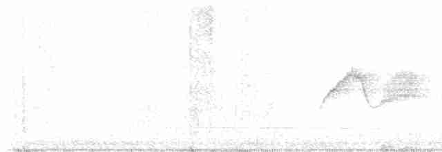 Светлобрюхий фиби - ML619079356