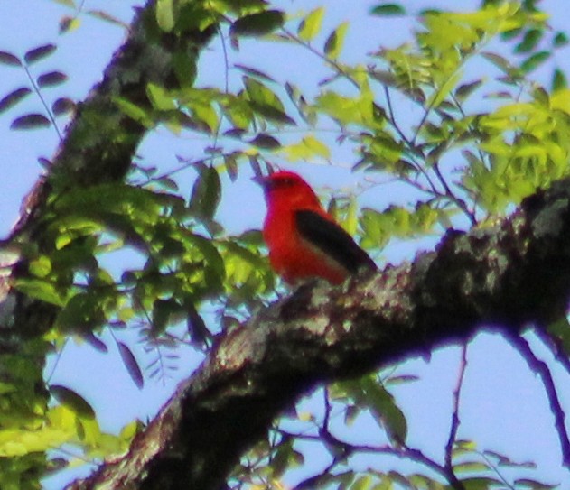 Scarlet Tanager - ML619079358