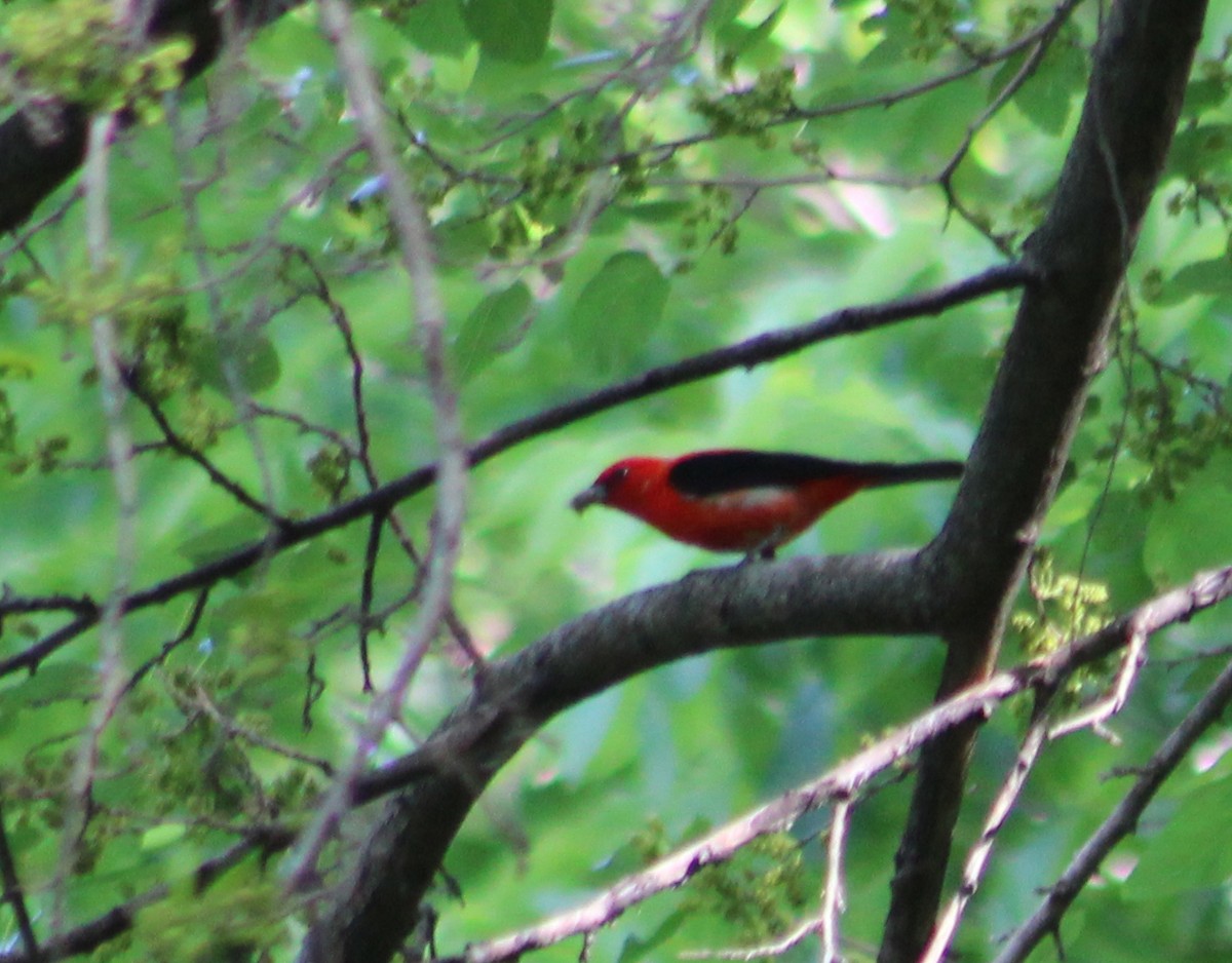 Scarlet Tanager - ML619079359
