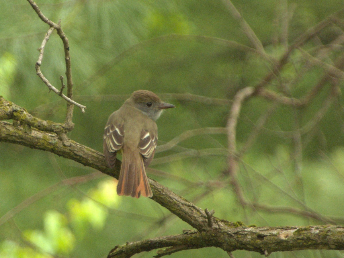 Great Crested Flycatcher - ML619079364