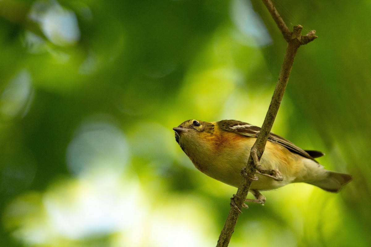 Bay-breasted Warbler - Nicholas Hinnant