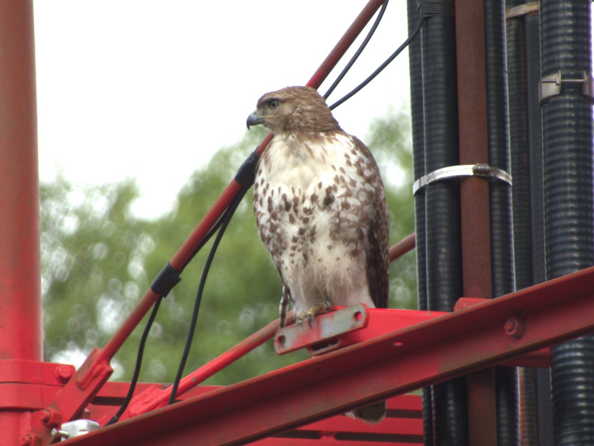 Red-tailed Hawk - ML619079397
