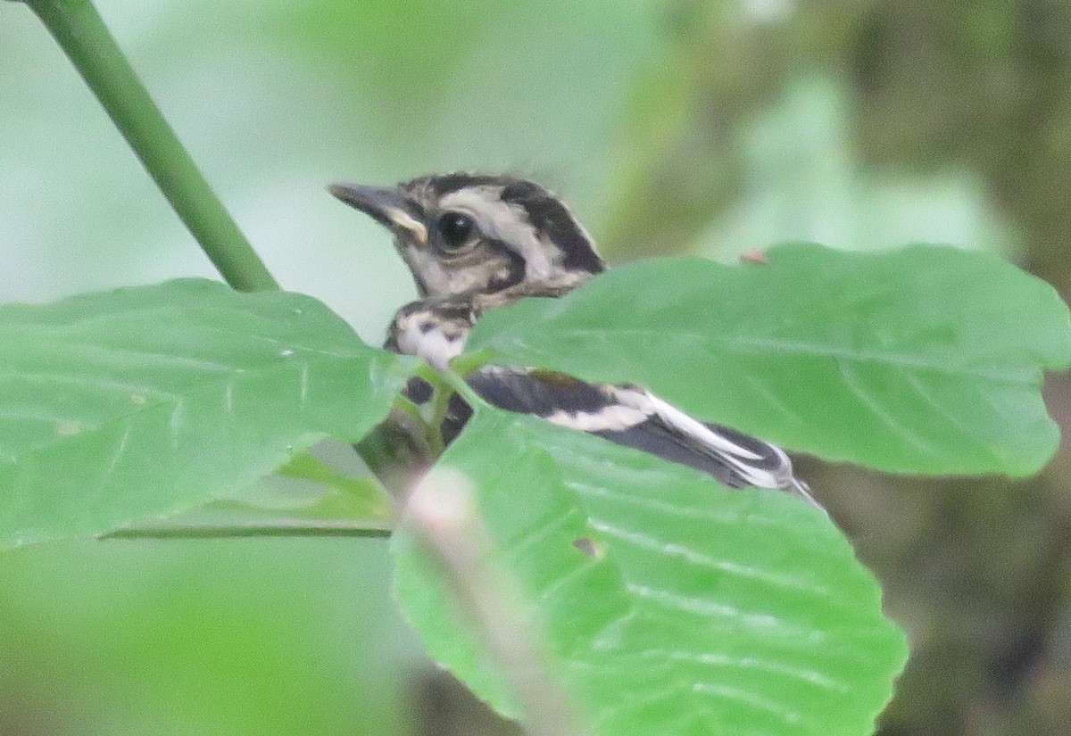 Black-and-white Warbler - ML619079411