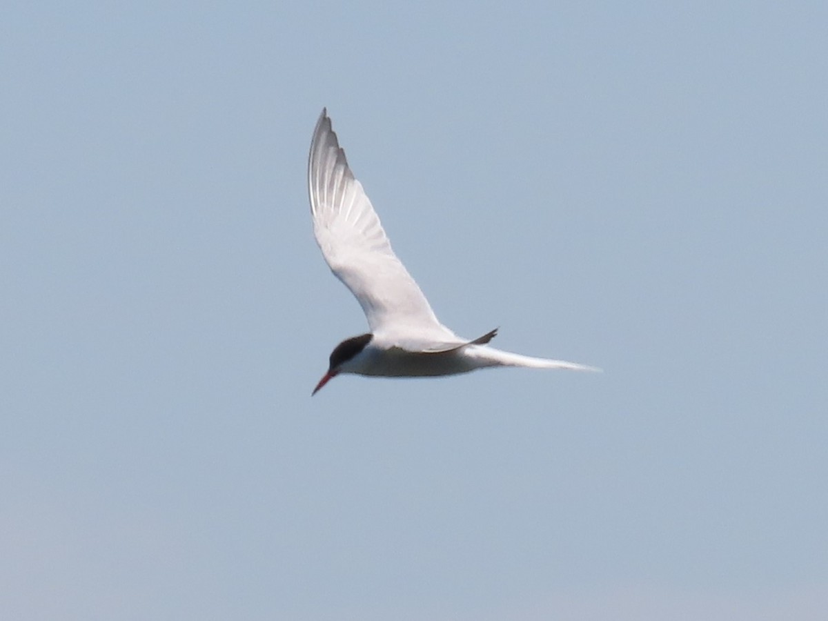 Common Tern - ML619079415