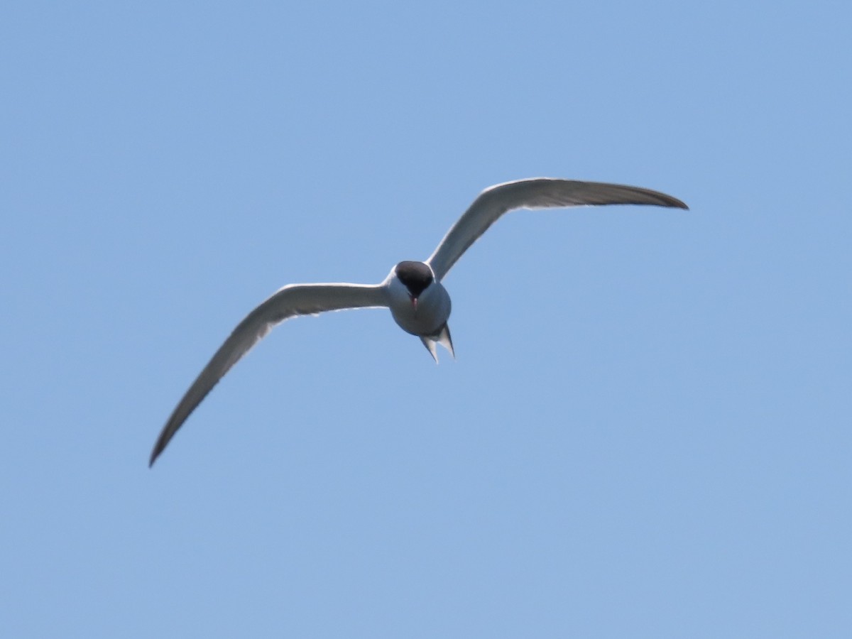 Common Tern - ML619079416