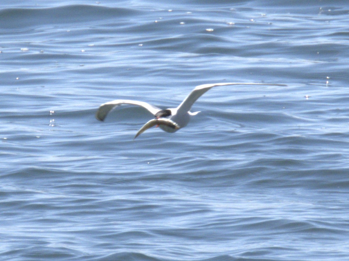 Common Tern - ML619079420