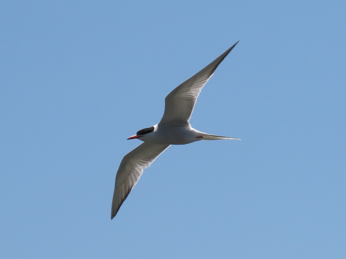 Common Tern - ML619079422
