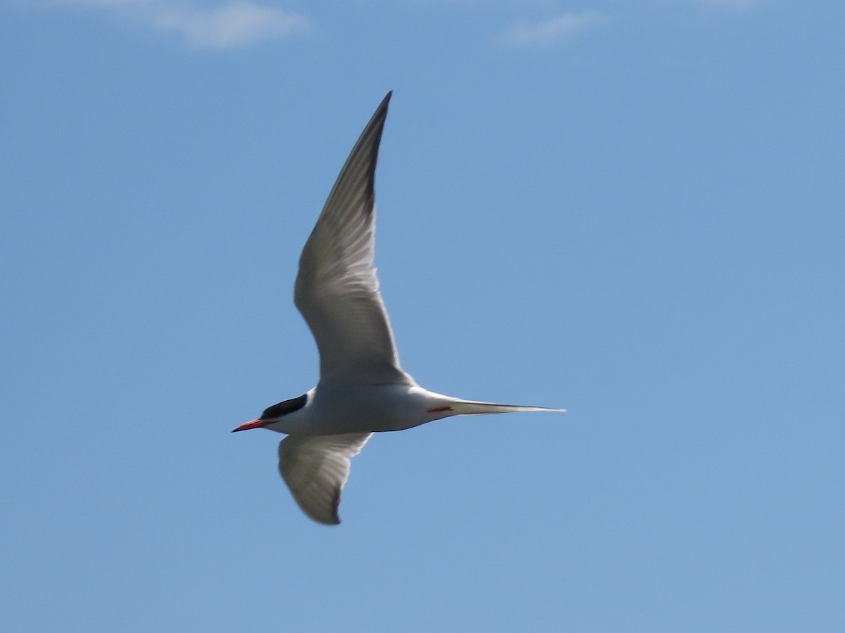 Common Tern - ML619079423