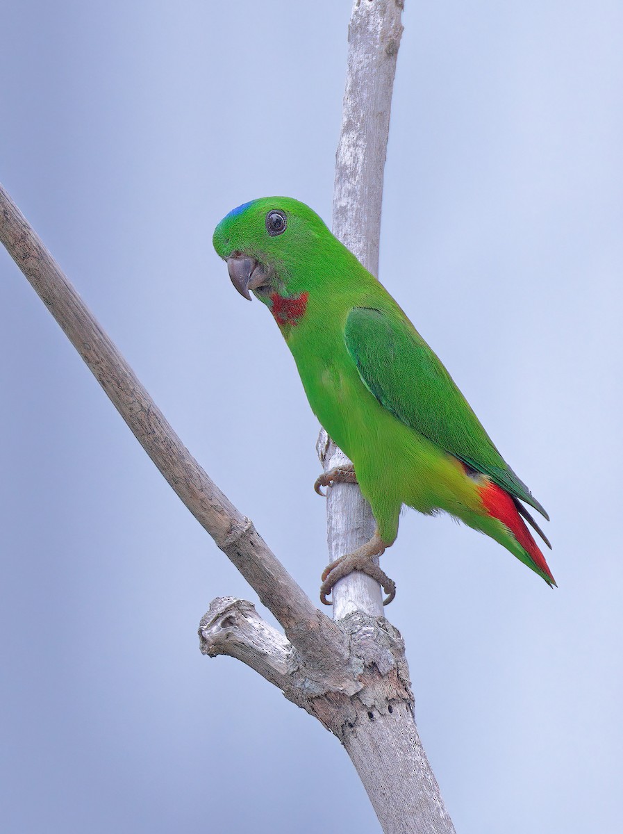 Blue-crowned Hanging-Parrot - ML619079462