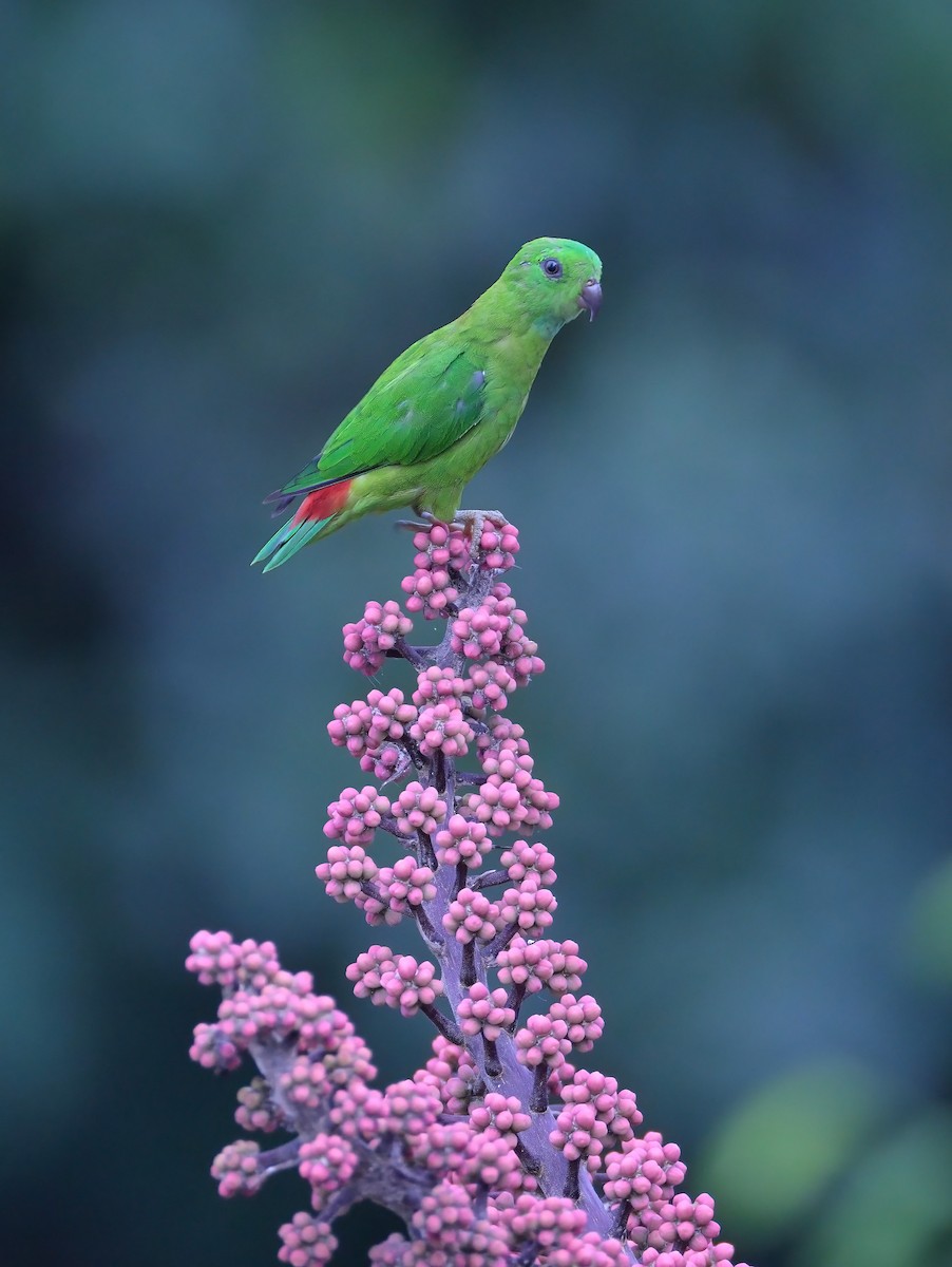 Blue-crowned Hanging-Parrot - ML619079463