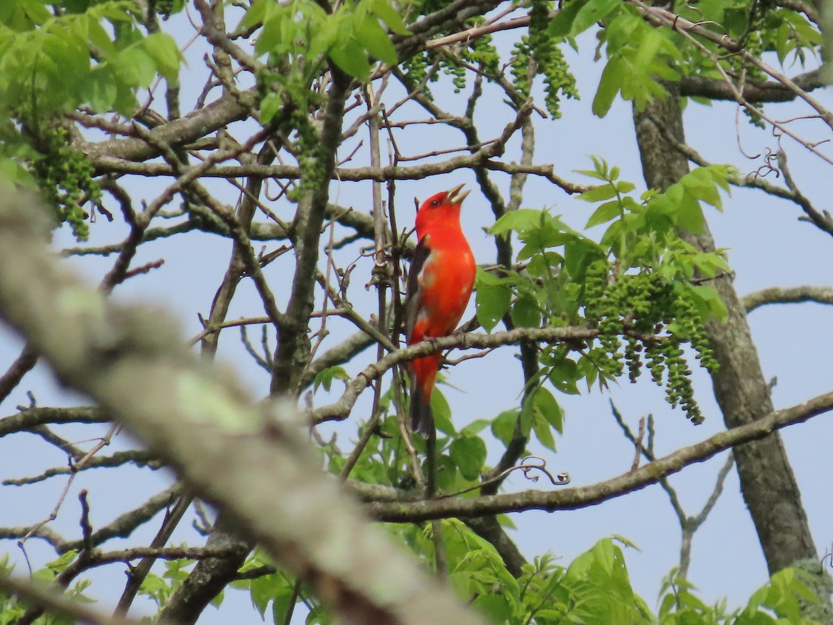 Scarlet Tanager - ML619079471