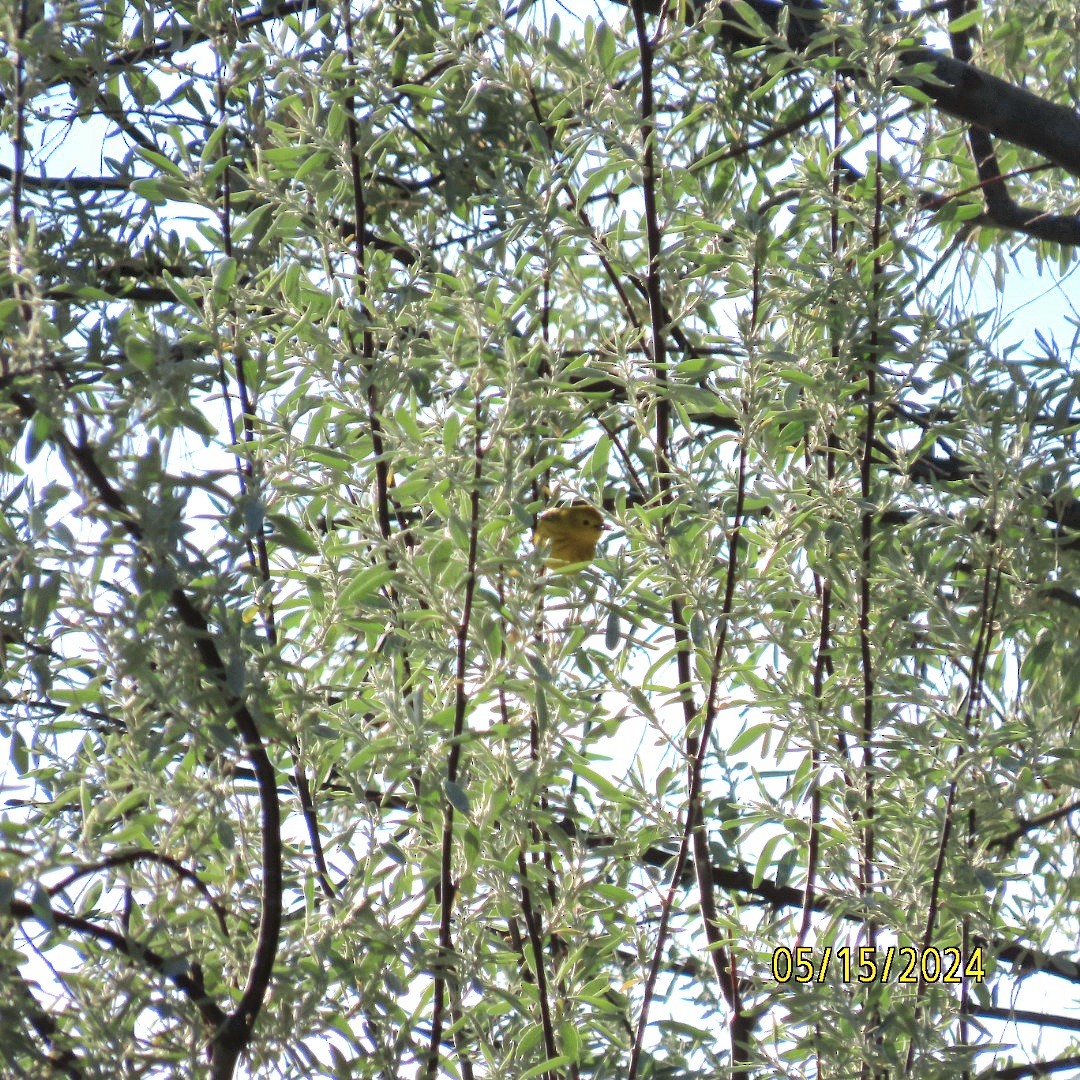 Yellow Warbler - ML619079532